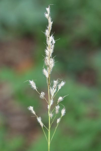 Spodiopogon sibiricus, photographed by Nina Filippova