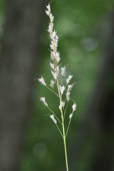 Spodiopogon sibiricus, photographed by Nina Filippova