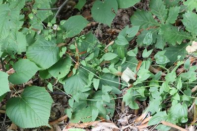 Rubia cordifolia, photographed by Nina Filippova