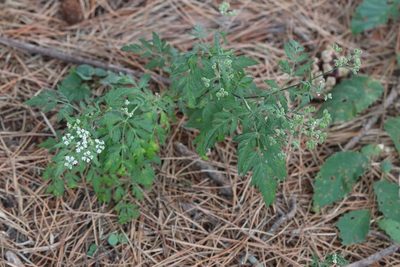 Torilis japonica, photographed by Nina Filippova
