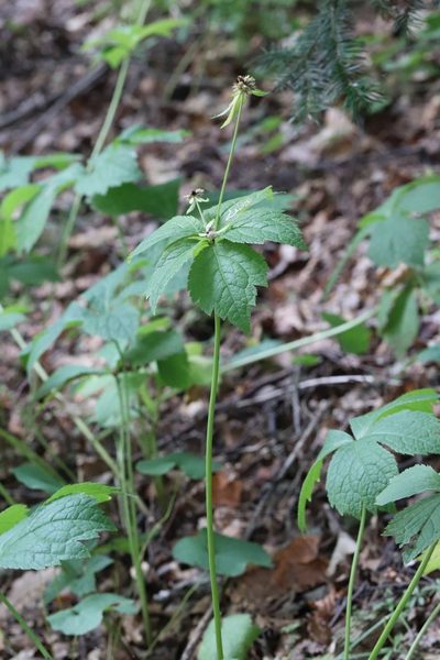 Sanicula rubriflora, photographed by Nina Filippova