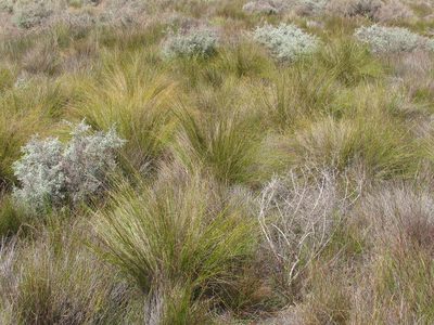 Tetraria capillacea, photographed by douglaseustonbrown