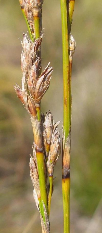 Tetraria capillacea, photographed by douglaseustonbrown