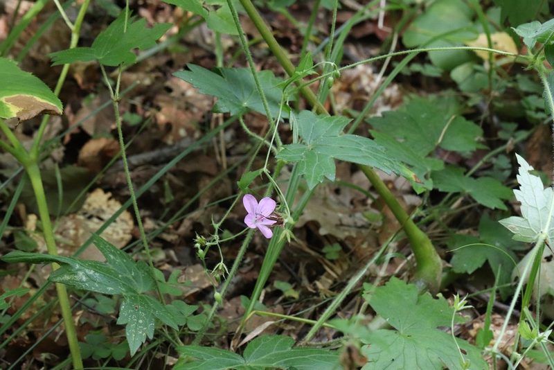 Geranium maximowiczii, photographed by Nina Filippova