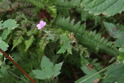Geranium maximowiczii, photographed by Nina Filippova