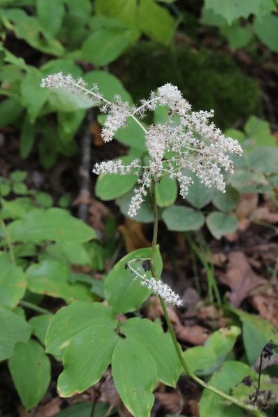 Actaea dahurica, photographed by Nina Filippova