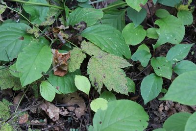 Actaea dahurica, photographed by Nina Filippova