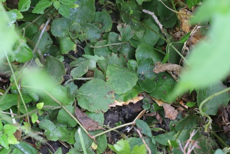 Chrysosplenium pilosum, photographed by Nina Filippova