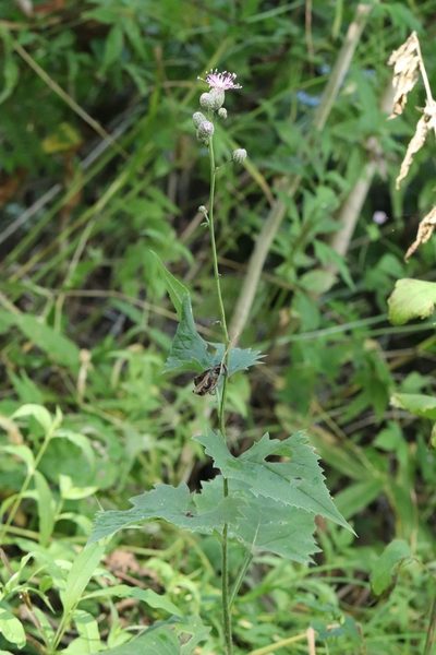 Saussurea grandifolia, photographed by Nina Filippova