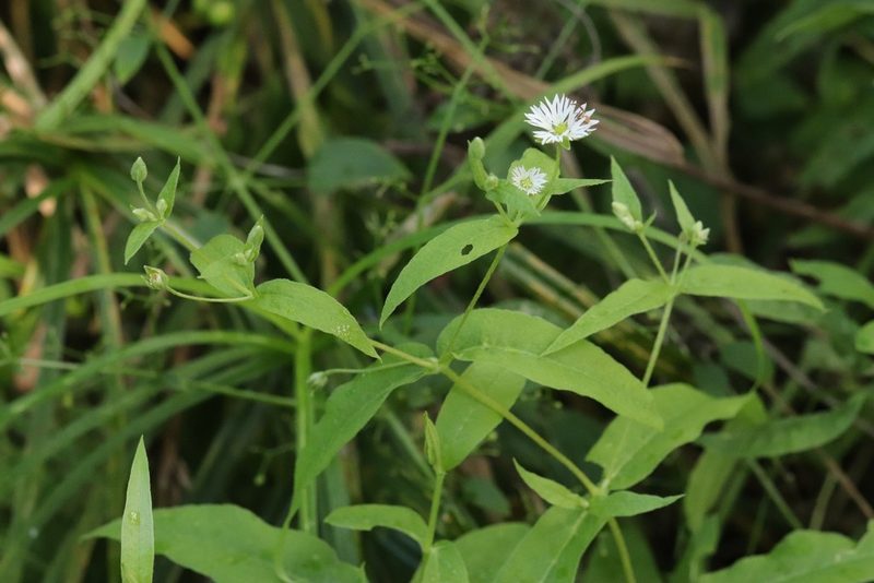 Stellaria radians, photographed by Nina Filippova