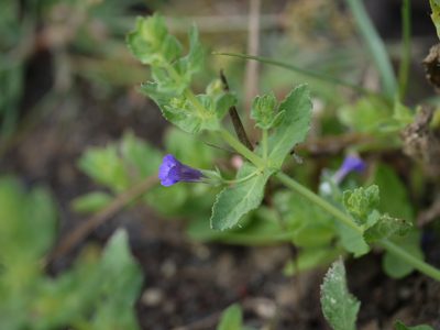 Stemodia viscosa, photographed by Dinesh Valke