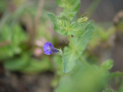 Stemodia viscosa, photographed by Dinesh Valke