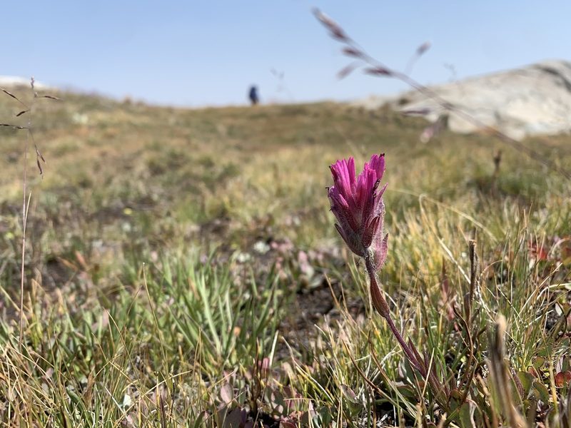 Castilleja lemmonii, photographed by Andrew Lie