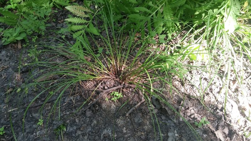Carex tuckermanii, photographed by Loopy30