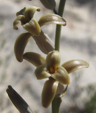 Dipcadi brevifolium, photographed by douglaseustonbrown