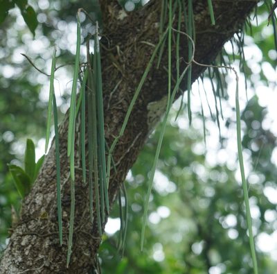 Dendrobium teretifolium, photographed by Tim