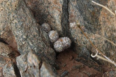 Anacampseros crinita, photographed by Tony Rebelo