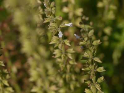 Salvia plebeia, photographed by Dinesh Valke