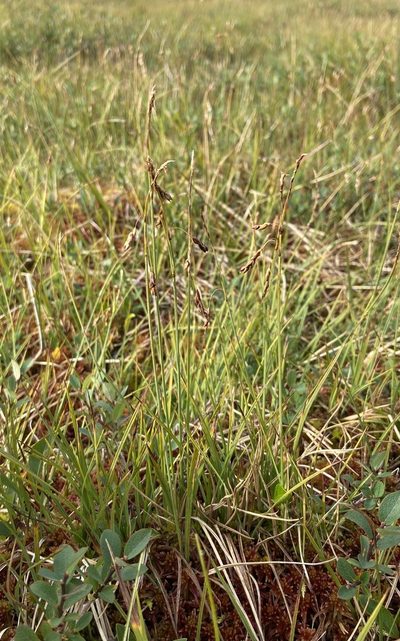 Carex rariflora, photographed by Ida B D Jacobsen