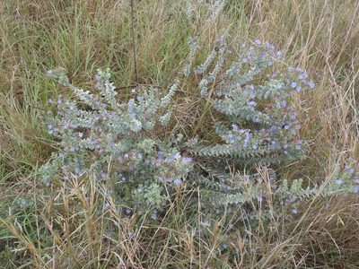 Lobostemon echioides, photographed by Nicola van Berkel