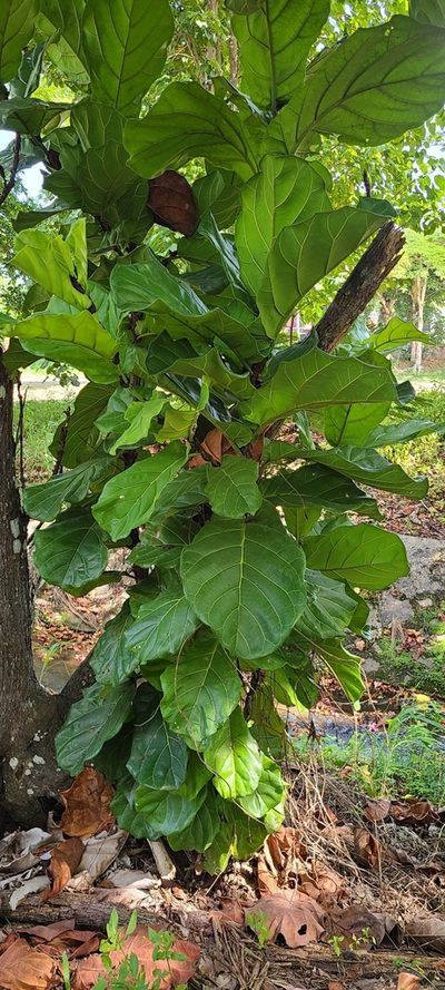 Ficus lyrata, photographed by ritirene