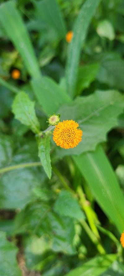 Verbesina alata, photographed by ritirene
