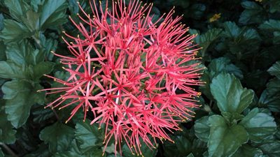 Scadoxus multiflorus, photographed by Lucy Keith-Diagne
