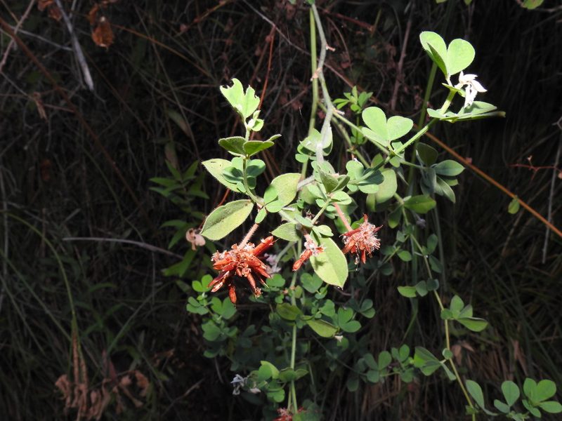 Lotus rectus, photographed by Duarte Frade