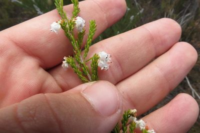 Erica syngenesia, photographed by Brian du Preez