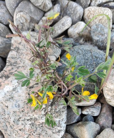 Corydalis impatiens, photographed by Юлия