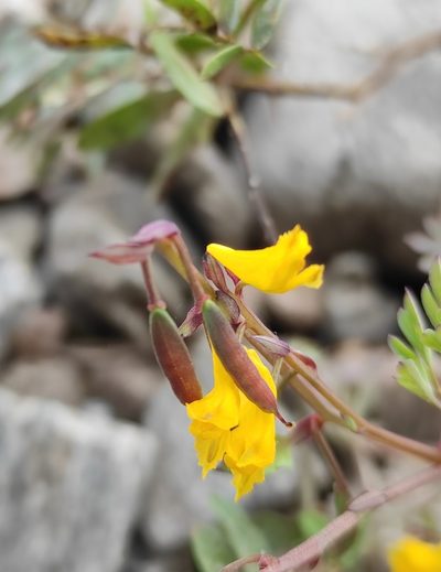 Corydalis impatiens, photographed by Юлия