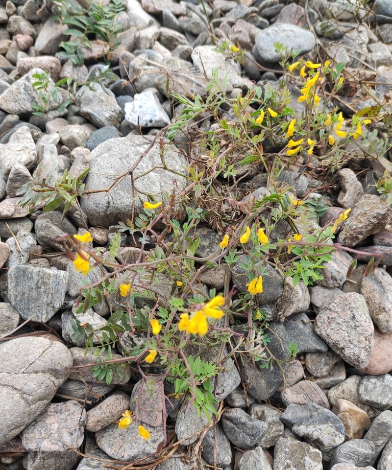 Corydalis impatiens, photographed by Юлия