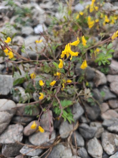 Corydalis impatiens, photographed by Юлия