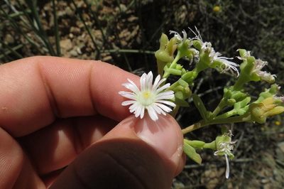 Delosperma subincanum, photographed by Brian du Preez