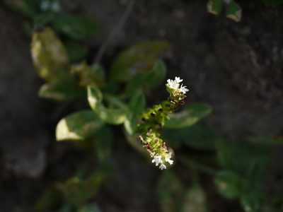 Euploca ovalifolia, photographed by Dinesh Valke