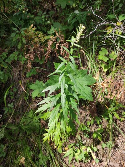 Artemisia integrifolia, photographed by Юлия