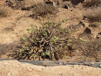Euphorbia regis-jubae, photographed by Galder Gonzalez