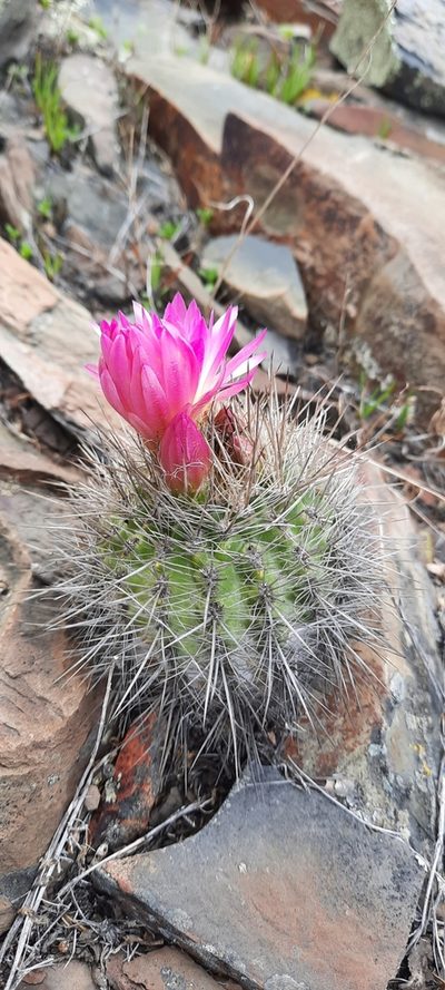 Eriosyce chilensis, photographed by Orlando Fuenzalida