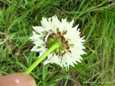 Cephalaria oblongifolia, photographed by Peter Warren