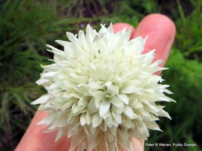 Cephalaria oblongifolia, photographed by Peter Warren