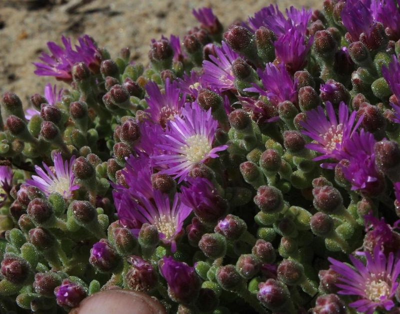 Drosanthemum luederitzii, photographed by Tony Rebelo