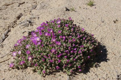 Drosanthemum luederitzii, photographed by Tony Rebelo