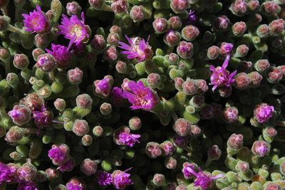 Drosanthemum luederitzii, photographed by Tony Rebelo
