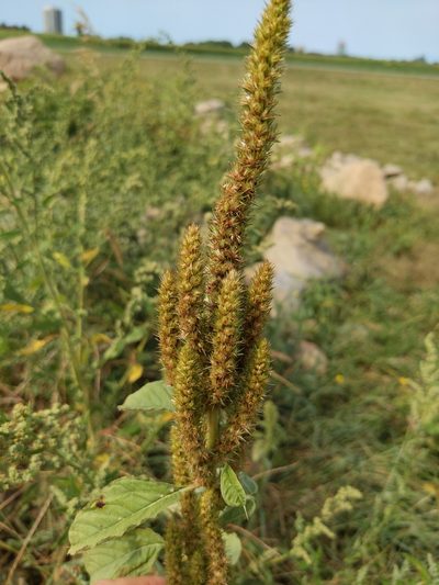 Amaranthus powellii, photographed by Tyler Smith
