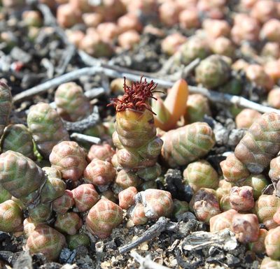 Crassula barklyi, photographed by Tony Rebelo