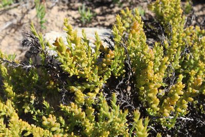 Thesium spinosum, photographed by Tony Rebelo