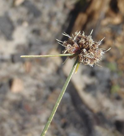 Ficinia gracilis, photographed by Nicola van Berkel