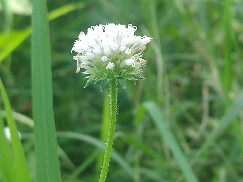 Melanthera angustifolia, photographed by Francisco Emilio Roldán Velasco