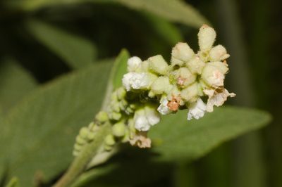 Varronia curassavica, photographed by Fernando Sessegolo