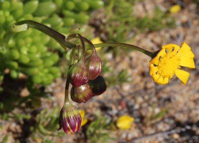 Crassothonna floribunda, photographed by Tony Rebelo